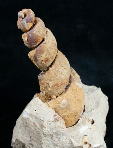 Huge Gastropod Fossil From Morocco #11049